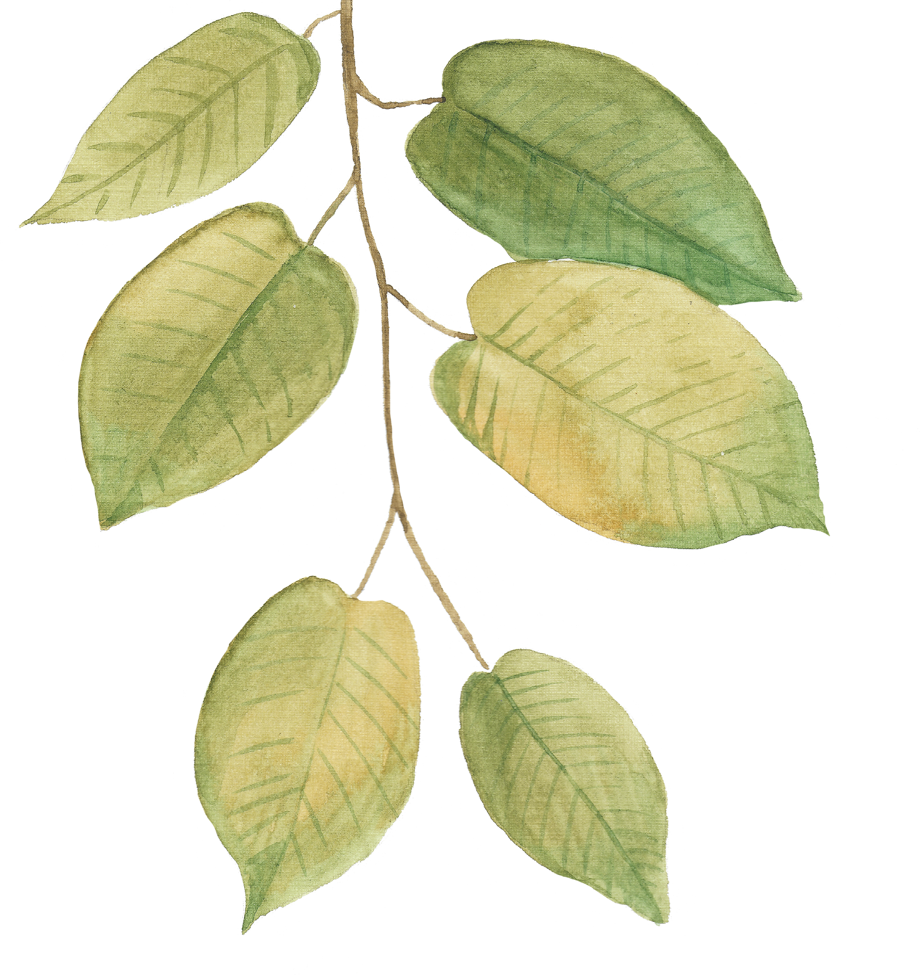 leaf 6 leaf 6